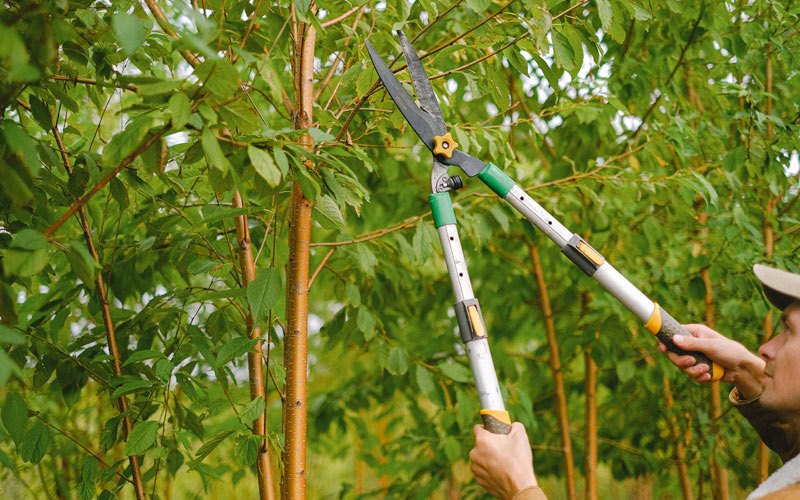 Tree trimming in Vinita, OK