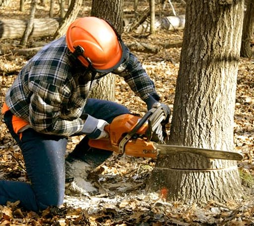 Tree Removal in Vinita, OK